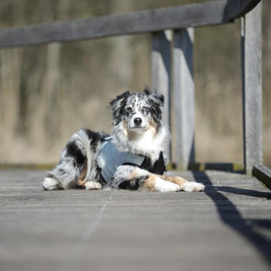 cani.cool クールジャケット Lサイズ クールコート ドッグウェア 犬 cani cool Cani Cool CANI COOL ペット 暑さ対策 サイズ交換対応_11