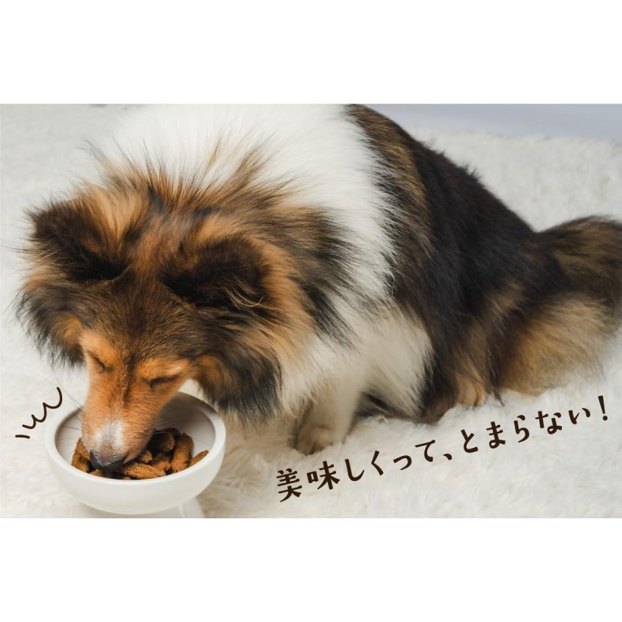 Monsieur Masuno ARPAJON ムッシュマスノ アルパジョン ワンちゃんの