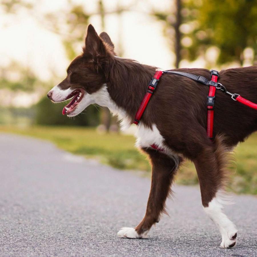 CANINE DESIGN リボン付きハーネス Lサイズ CANINE DESIGN リボン付きハーネス Lサイズ Amazon | 犬