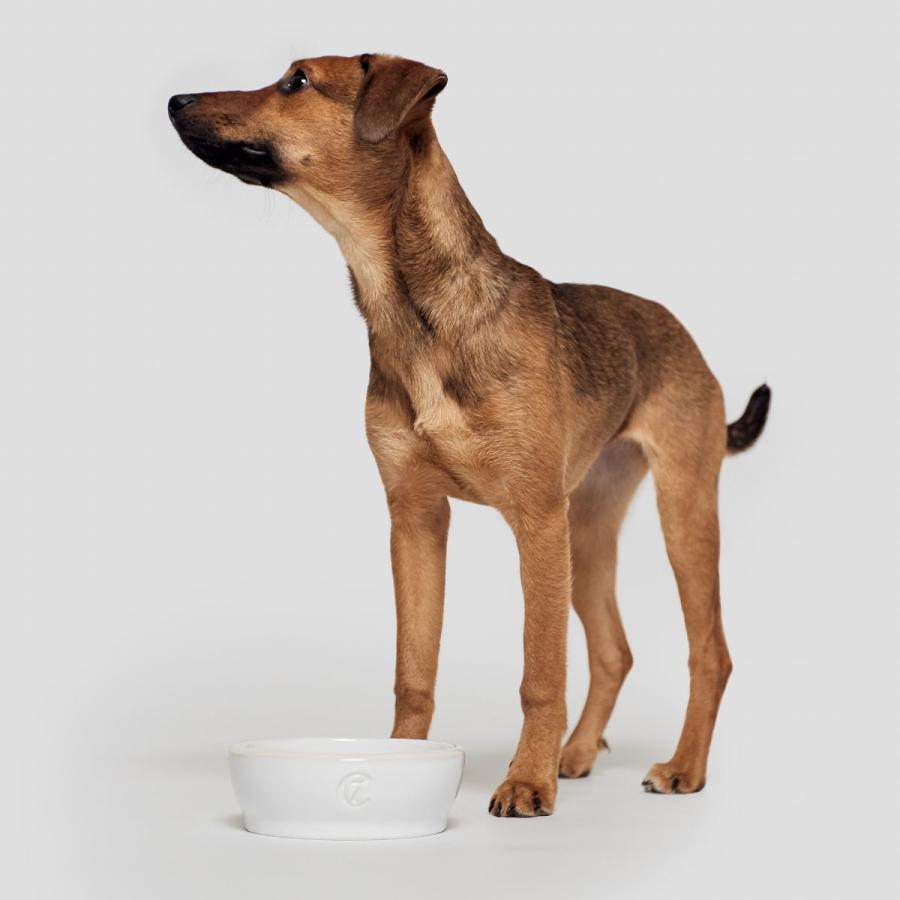 フードボール Cloud7 クラウド7 ボウル・ジェミー Sサイズ（犬用食器