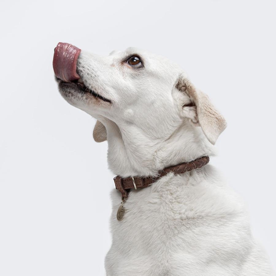 首輪 犬用 革 Cloud7 クラウド7 カラー ラヴェッロ ヘーゼル/ブラック/サンディ S/Mサイズ　海外直輸入_9