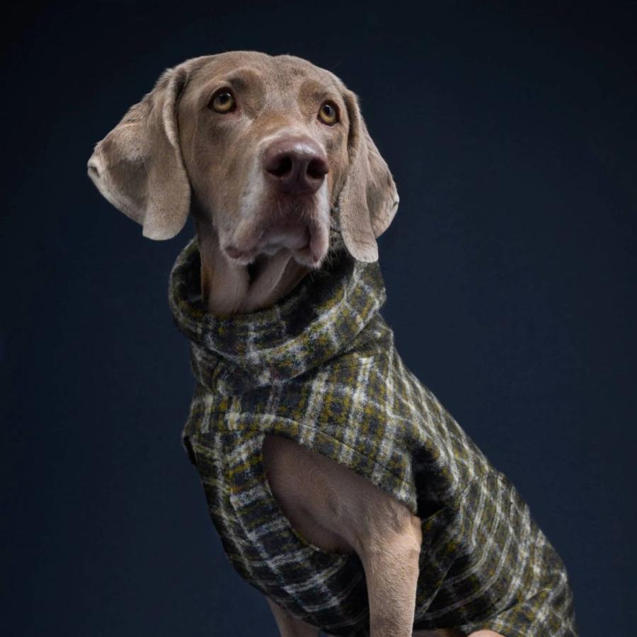 2026年 犬用コート Cloud7 クラウド7 グラスゴー グリーンチェック SIZE3/4/5 Dog Coat Glasgow Plaid Green ペット用コート レインコート 海外直輸入 【R2389154357】(14600円)