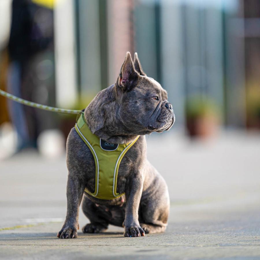 DOG Copenhagen コンフォートウォークGOハーネス Sサイズ ドッグ DOG Copenhagen コンフォートウォークGOハーネス Sサイズ ドッグ