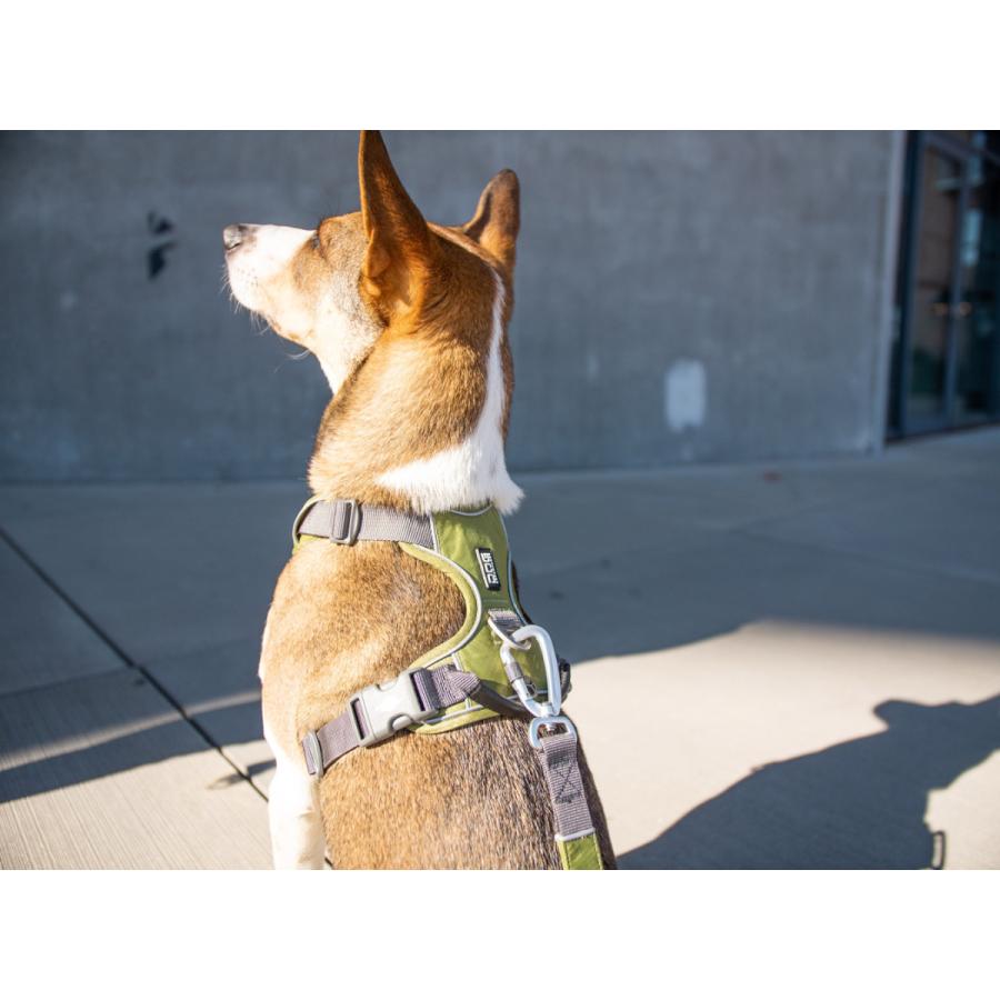 首輪・ハーネス・リード WOOF CONCEPT Aqua Cosmopolitan Leash M CATEGORY WOOF CONCEPT | 株式会社からだ想いオンラインショップ