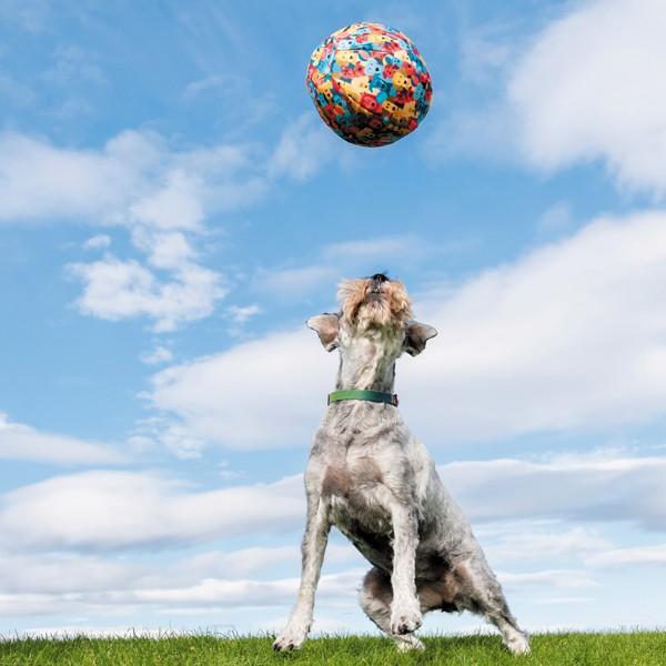 ふうせん ゴム風船カバー 犬用 PetBloon ペット・ブルーン ふうせん ゴム風船カバー 犬用 PetBloon ペット・ブルーン