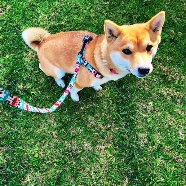 犬 リード M Size 全長 122cm ウルフギャング Wolfgang Furtrader Leash アメリカンメイド Wolf0 Furlm Starry 通販 Yahoo ショッピング