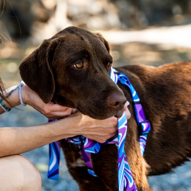 【一点もの】FCBDスタイル アフガンベルト クチ族　ビーズ　ミラーワーク アフガンベルト 男女兼用 コインビーズ 民族ベルトkuchi《ab38