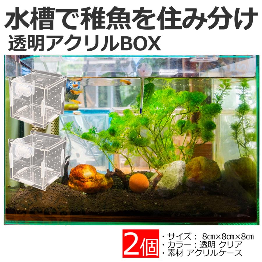 稚魚 水槽内用 繁殖隔離ボックス 隔離吸盤付きケース プチ隔離