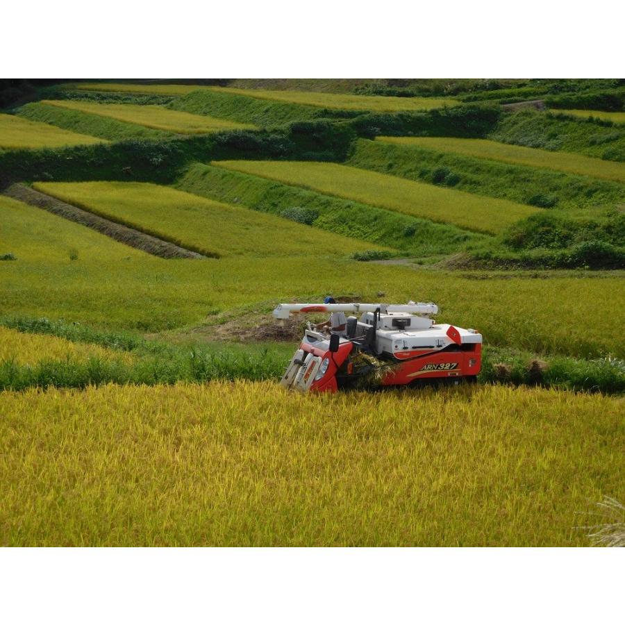 特別栽培米 2025年産 コシヒカリ 新潟県吉川区川谷産 棚田米 5kg : 星 