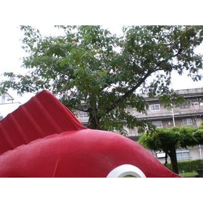 よしはるさん専用 高級よしはる彫刻刀（工作画材・工作用具） | イベント工作