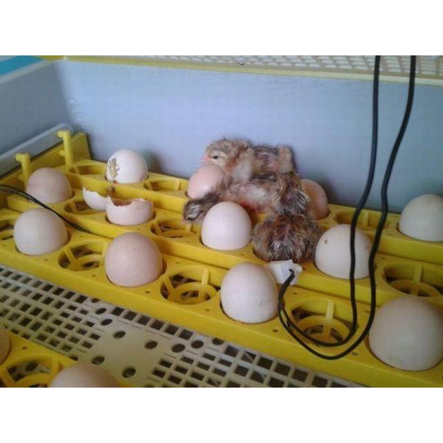 孵卵器 PSE認証 孵化 ふ卵器 孵化器 インキュベーター 最大56個 有精卵を全自動で孵化させる器械です 鶏 うずら 烏骨鶏 がちょうなど