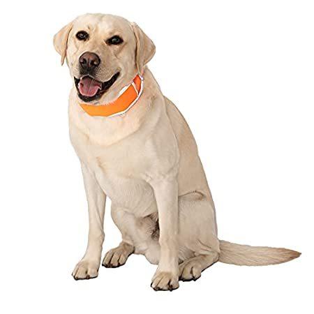 CoolerDog Hi-Vis Dog Cooling Collar - Orange Reflective Re-Freezable Ice Co