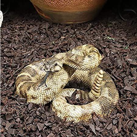 ガラガラヘビの尻尾（大）剥製