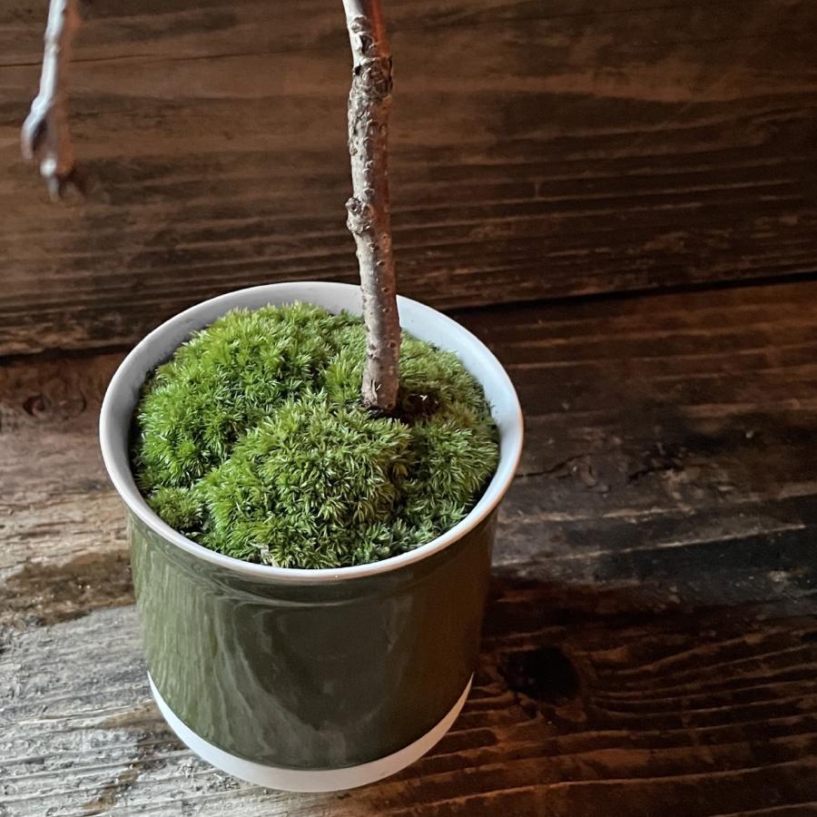 和モダン 日本製 植木鉢 受け皿付 10.5x11.5cm 3.5号 4号 盆栽 波佐見焼 鉢カバー 室内 おしゃれ 陶器 Leaf88 爆買 |  | 12