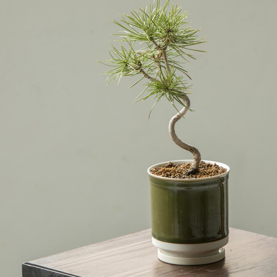 和モダン 日本製 植木鉢 受け皿付 10.5x11.5cm 3.5号 4号 盆栽 波佐見焼 鉢カバー 室内 おしゃれ 陶器 Leaf88 爆買 |  | 14