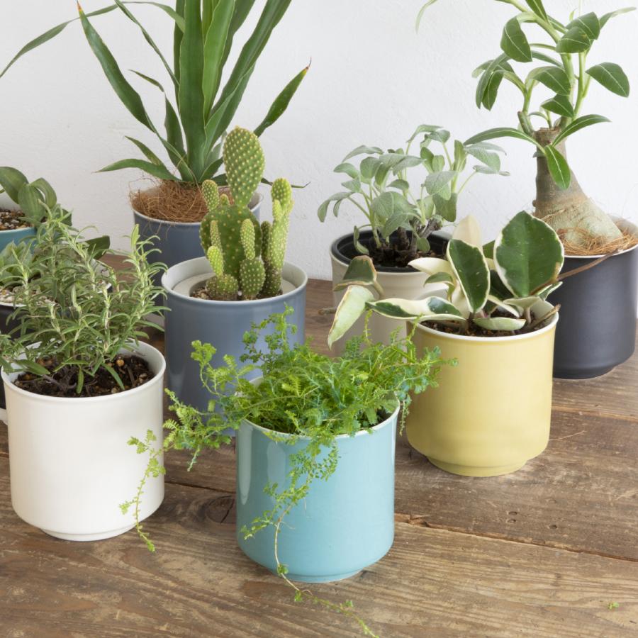 日本製 植木鉢 受け皿付 10.5x11.5cm 3.5号 4号 波佐見焼 鉢