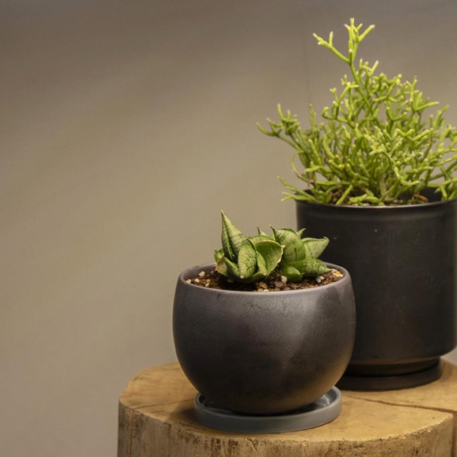 和モダン 植木鉢 3号 直径10x高さ7cm 3号 グレー 三河内焼 盆栽 和風 日本製 Leaf88 爆買 |  | 11