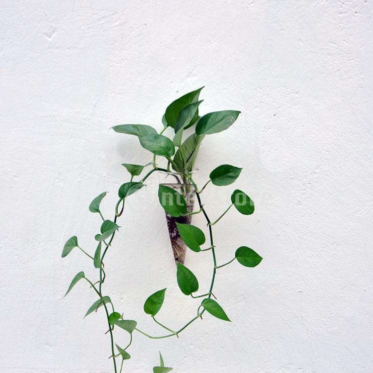 円錐形 透明 ガラス製 花瓶 吊下げ ハンギング ボトル 水耕栽培容器