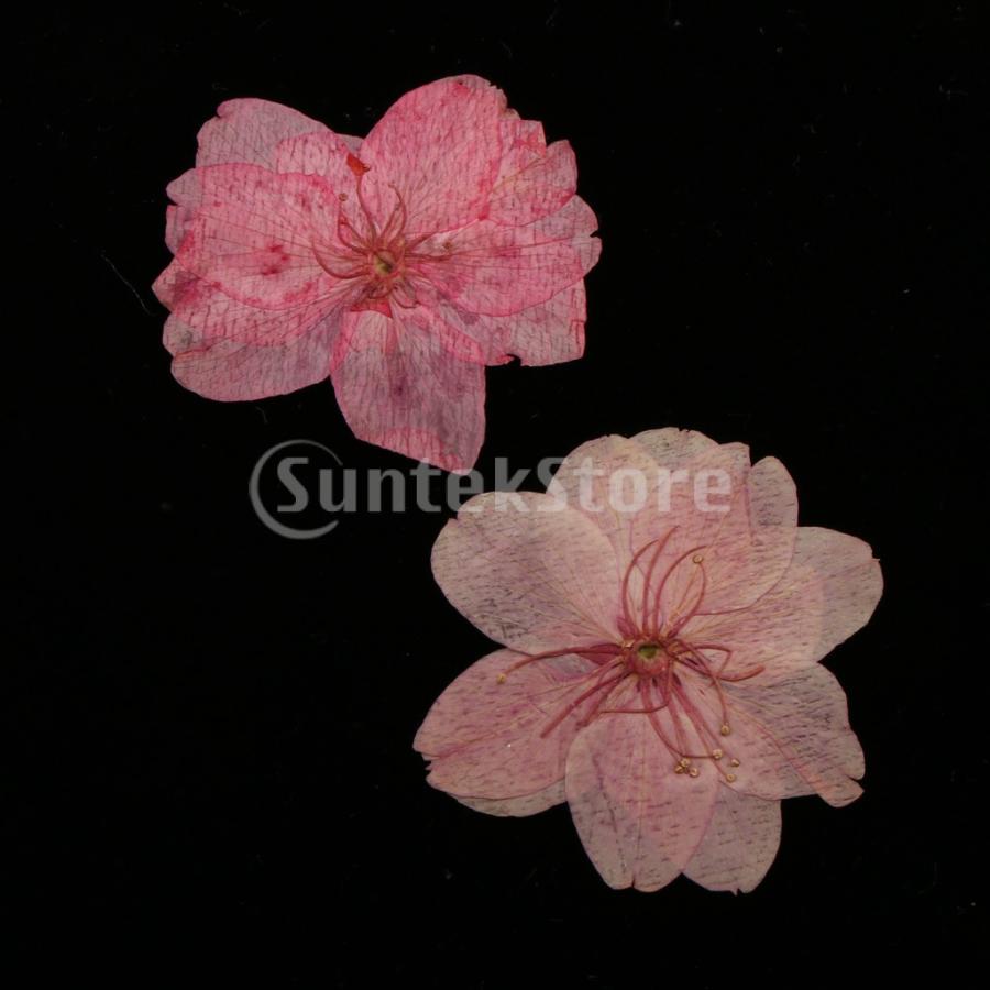 乾燥した花 押し花 自然 桜 ホウライシダ ホーム 装飾 カード製作 ジュエリー作り 枚入り Stkショップ 通販 Yahoo ショッピング