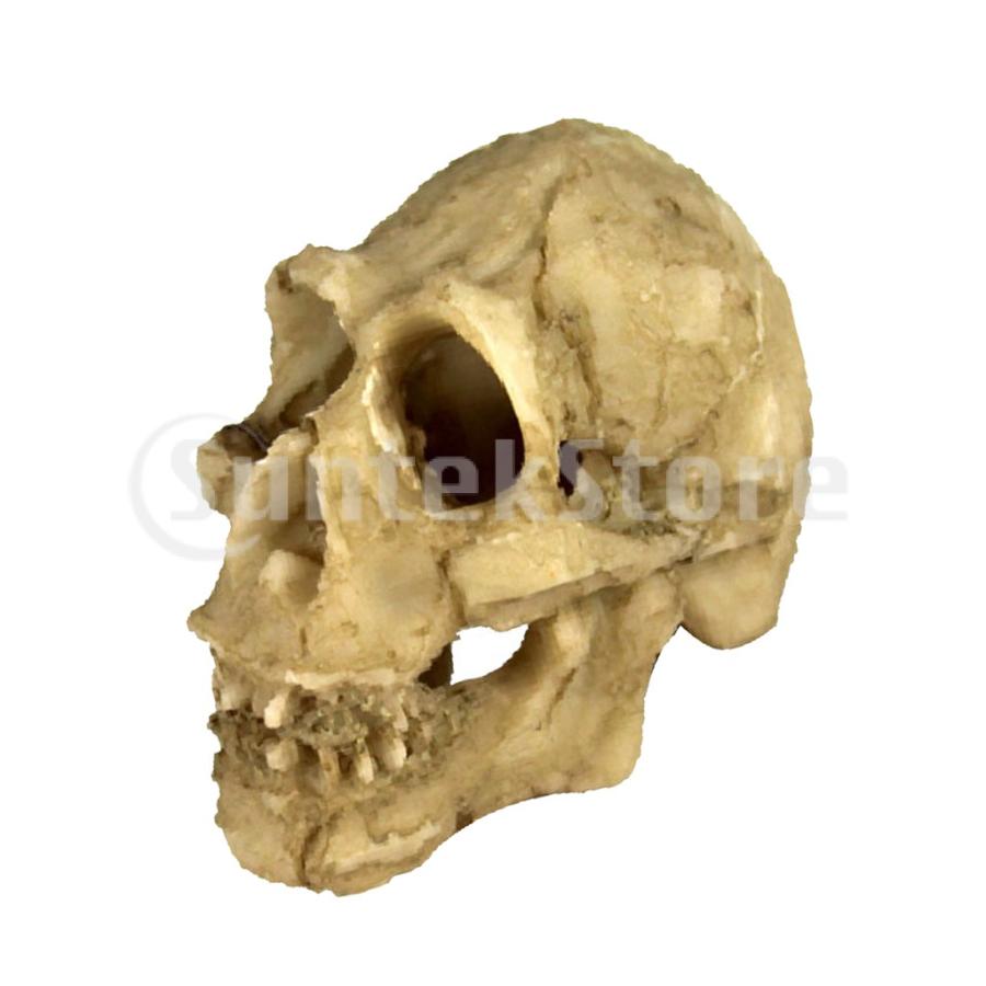 3 クラシック樹脂人間サイ ヤギ動物頭蓋骨水槽の装飾飾り水族館爬虫類テラリウム装飾造園 Stkショップ 通販 Yahoo ショッピング