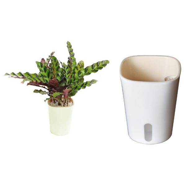 3x怠惰な植木鉢自己散水プランター植木鉢ホームガーデンバルコニーの装飾|stk-shop|06