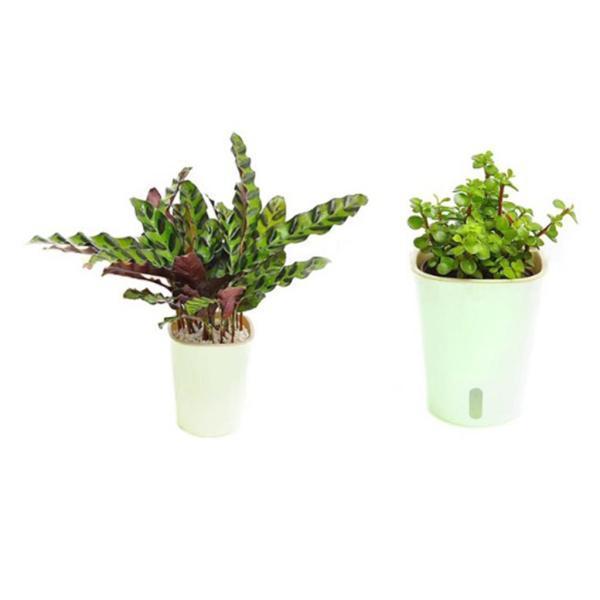 3x怠惰な植木鉢自己散水プランター植木鉢ホームガーデンバルコニーの装飾|stk-shop|10