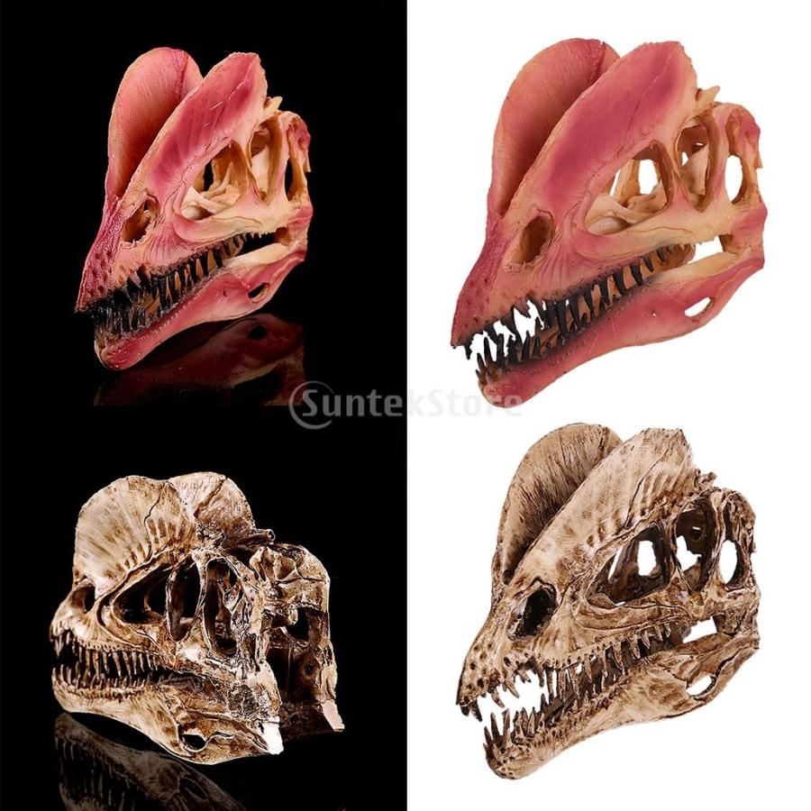 恐竜の頭 Dinosaur Head Fossil Gacha! Dinosaur Fossil Museum