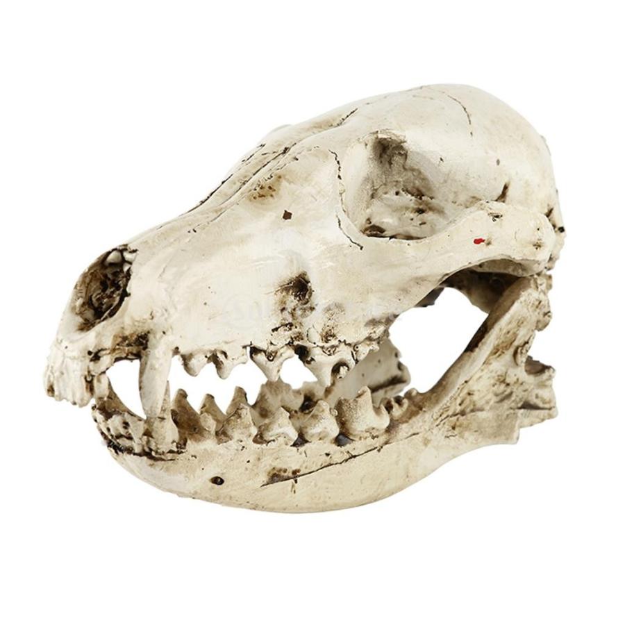 ノーブランド品樹脂製 キツネ 頭骨 レプリカ 頭部骨格 現実的 教育 モデル 装飾 Stkショップ 通販 Yahoo ショッピング