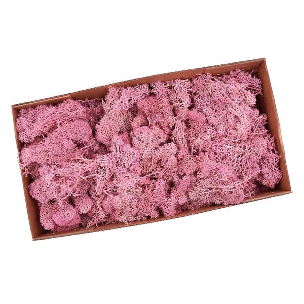 人気ブレゼント 天然乾燥トナカイ苔処理不滅苔工芸diy花の装飾グリーン Babylonrooftop Com Au