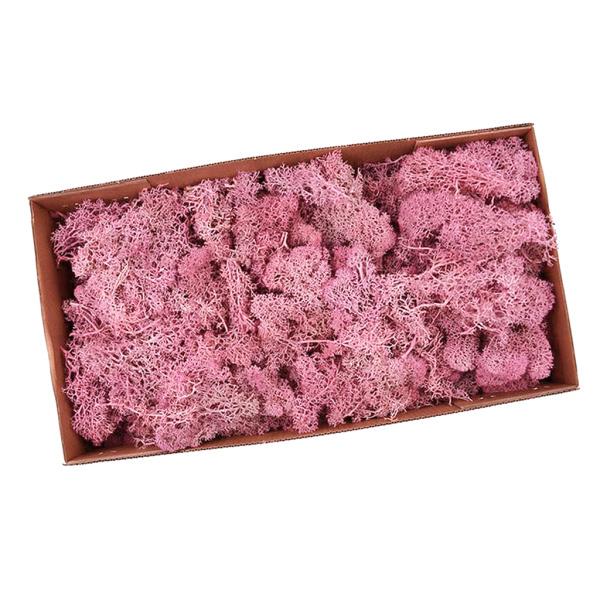 人気ブレゼント 天然乾燥トナカイ苔処理不滅苔工芸diy花の装飾グリーン Babylonrooftop Com Au