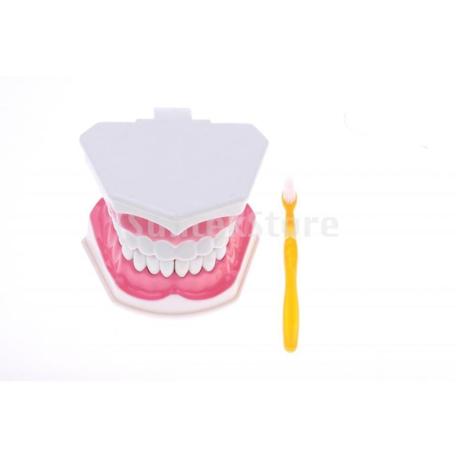Sharplace 歯モデル 倍率2倍模型 取り外し可能 下歯の学習ツール｜stk-shop｜04