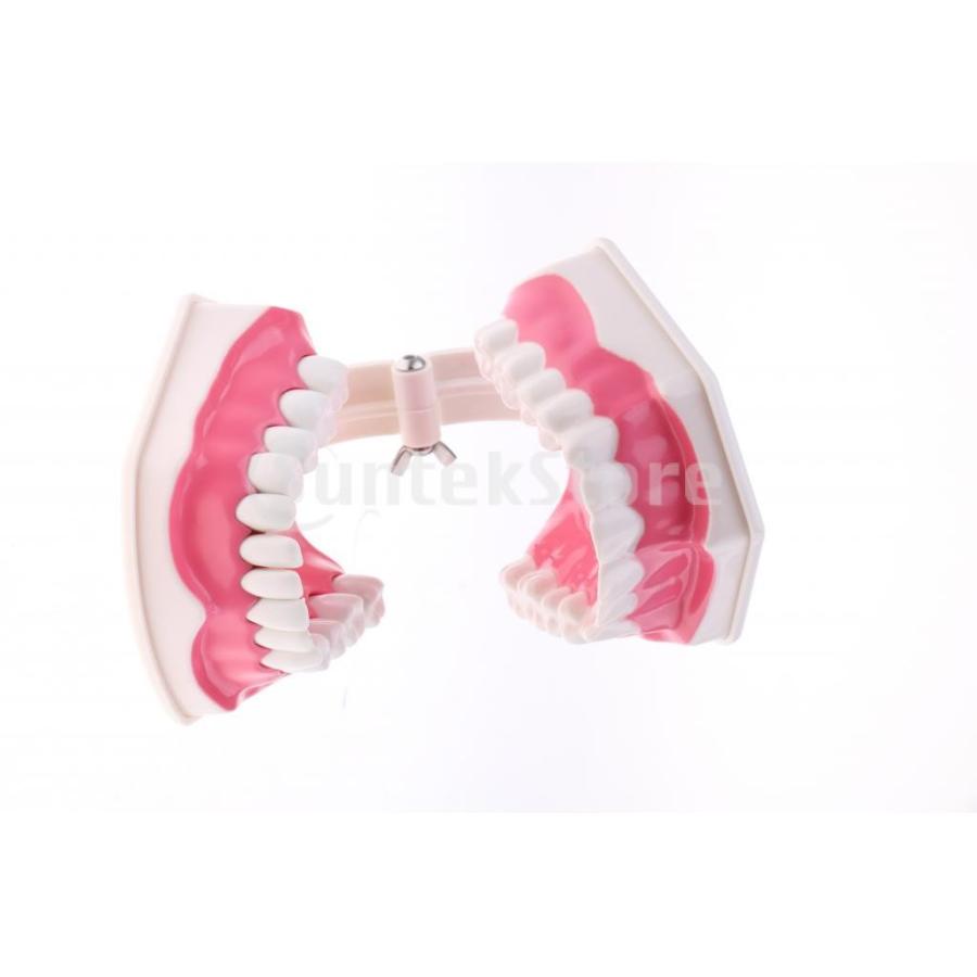 Sharplace 歯モデル 倍率2倍模型 取り外し可能 下歯の学習ツール｜stk-shop｜07