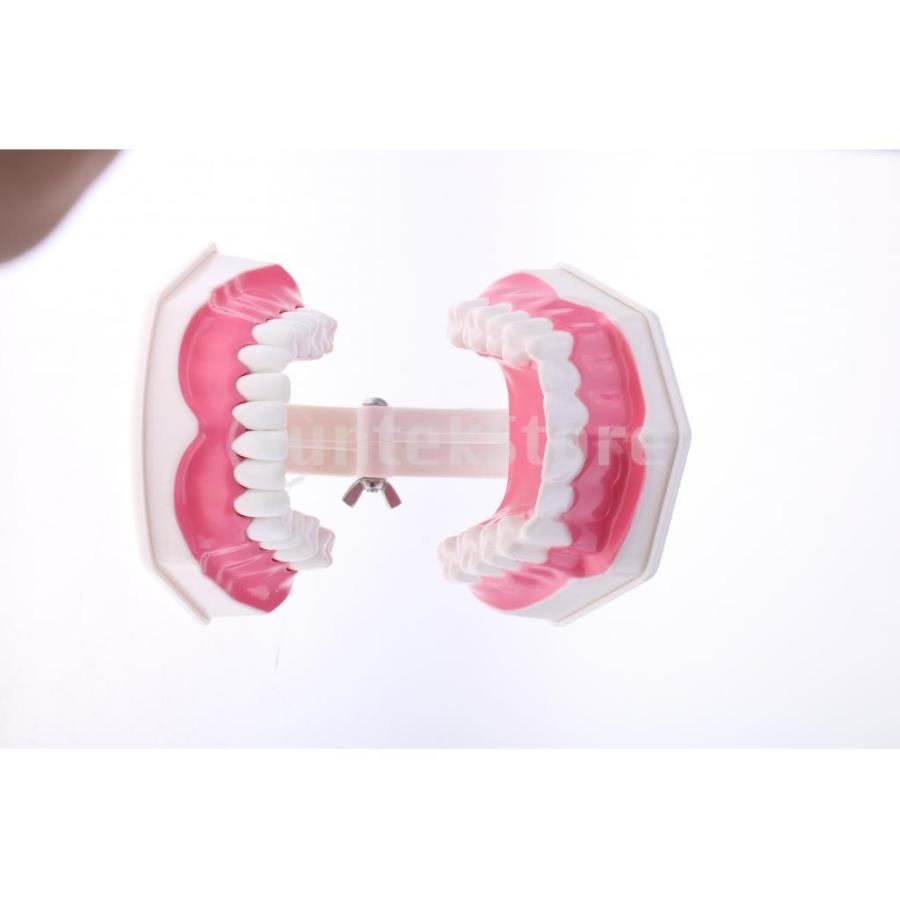 Sharplace 歯モデル 倍率2倍模型 取り外し可能 下歯の学習ツール｜stk-shop｜08