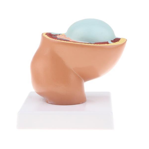 人間胎児モデル 9ヶ月胎児発育モデル 妊娠発育模型 矢状面 医学道具