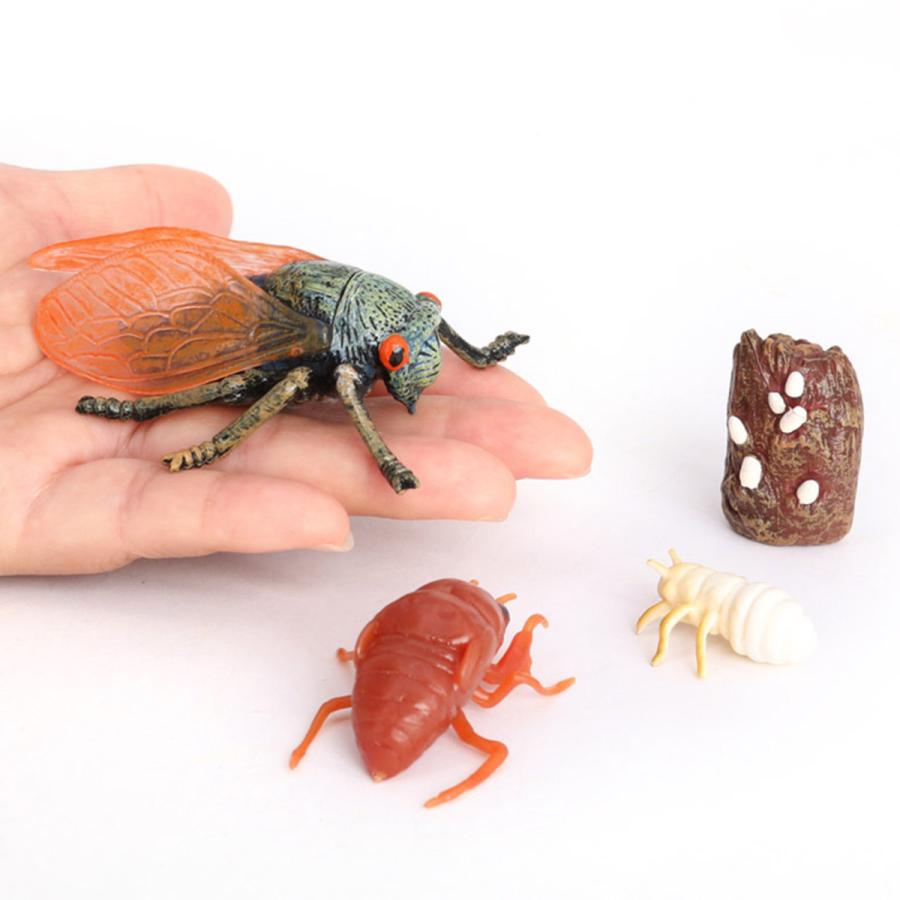 リアルな動物のライフサイクルモデルおもちゃの成長サイクル子供のおもちゃ蝉｜stk-shop