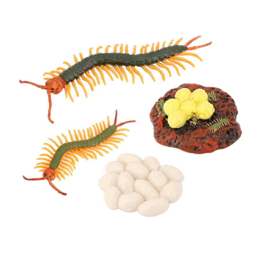 昆虫ムカデ伝承ライフサイクル 4個昆虫図生活卵ハッチ赤ちゃんムカデ成人期ムカデ Stkショップ 通販 Yahoo ショッピング