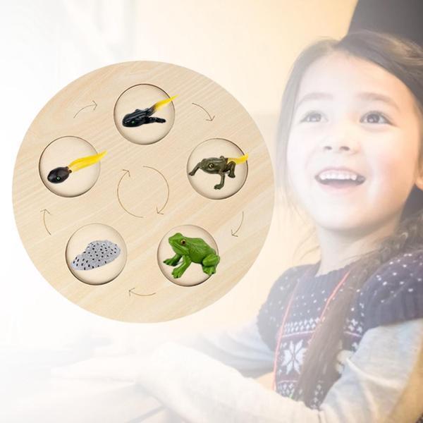 モンテッソーリライフグロースサイクルボードアーリー#Educationalfor Preschool Kids Frog｜stk-shop｜03