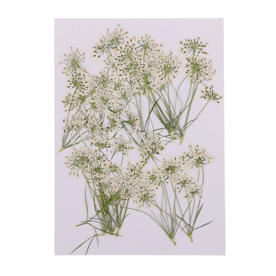 ジュエリー製作 手工芸品 乾燥した 花を押した レースの花 10個入り Stkショップ 通販 Yahoo ショッピング