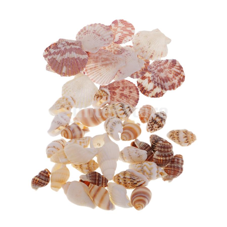 30個混合天然巻き貝貝殻貝diyクラフト装飾アクセント Stkショップ 通販 Yahoo ショッピング
