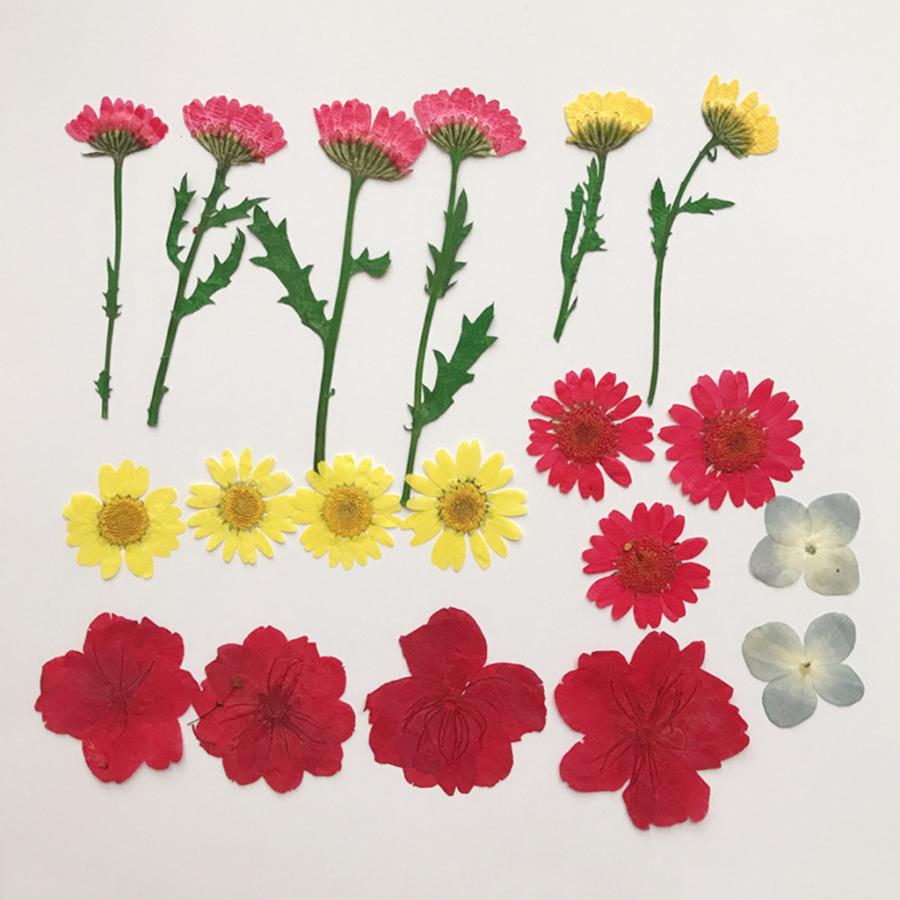 お中元 ドライフラワー 押し花 ドライ葉 カモミール しおり作り 石鹸作り クラフト Diy材料 ホビー用 約32個 Cisama Sc Gov Br