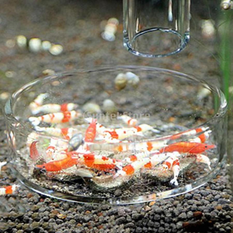 水槽 魚 エビ 食糧皿 餌入れ コンテナ 食器 給食用皿 : STKショップ