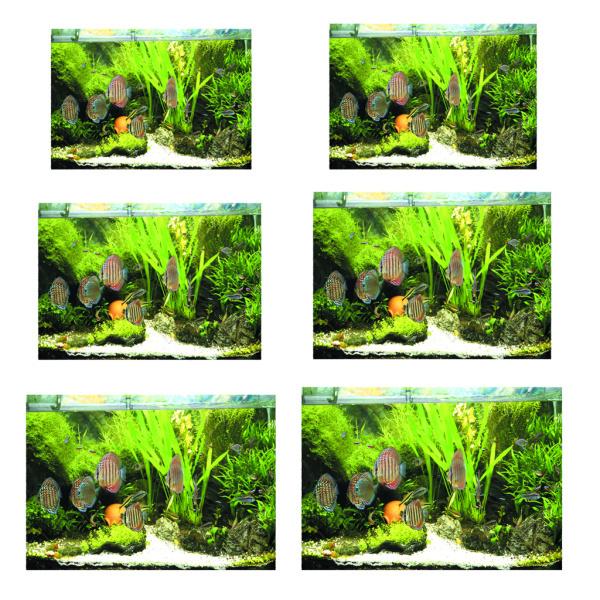 最新な 水族館の背景ステッカー 片面壁紙水槽の背景水生植物 魚 Xs