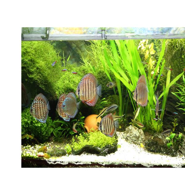 水族館の背景ステッカー 片面壁紙水槽の背景水生植物 魚 Xl Stkショップ 通販 Yahoo ショッピング