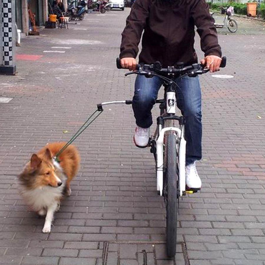 自転車 犬 散歩