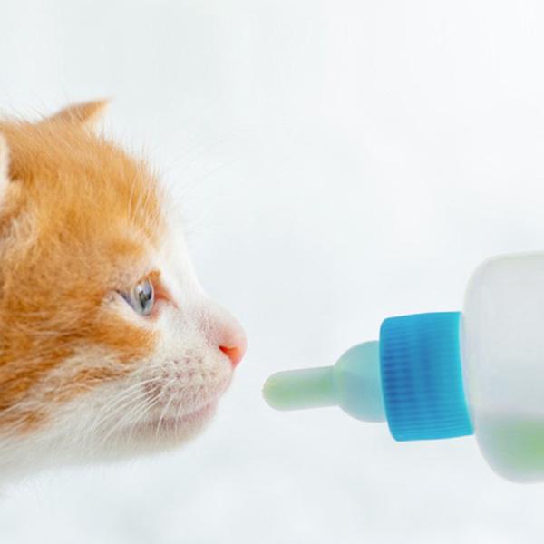 【2021正規激安】 専門ショップ 4xペット哺乳瓶 赤ちゃんの小さな猫の犬のためのナーサーボトル 子猫の子犬の小動物のためのプロの哺乳瓶-