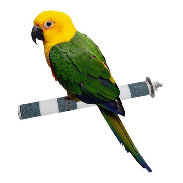 鳥ペットオウムスタンドおもちゃ噛む足挽くカラフルなケージブランチ止まり木緑2 5xcm 最大95 オフ
