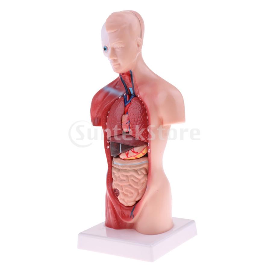 ヒトの臓器像 人体模型 4D 胴体解剖モデル 11 インチ スクール 教授用