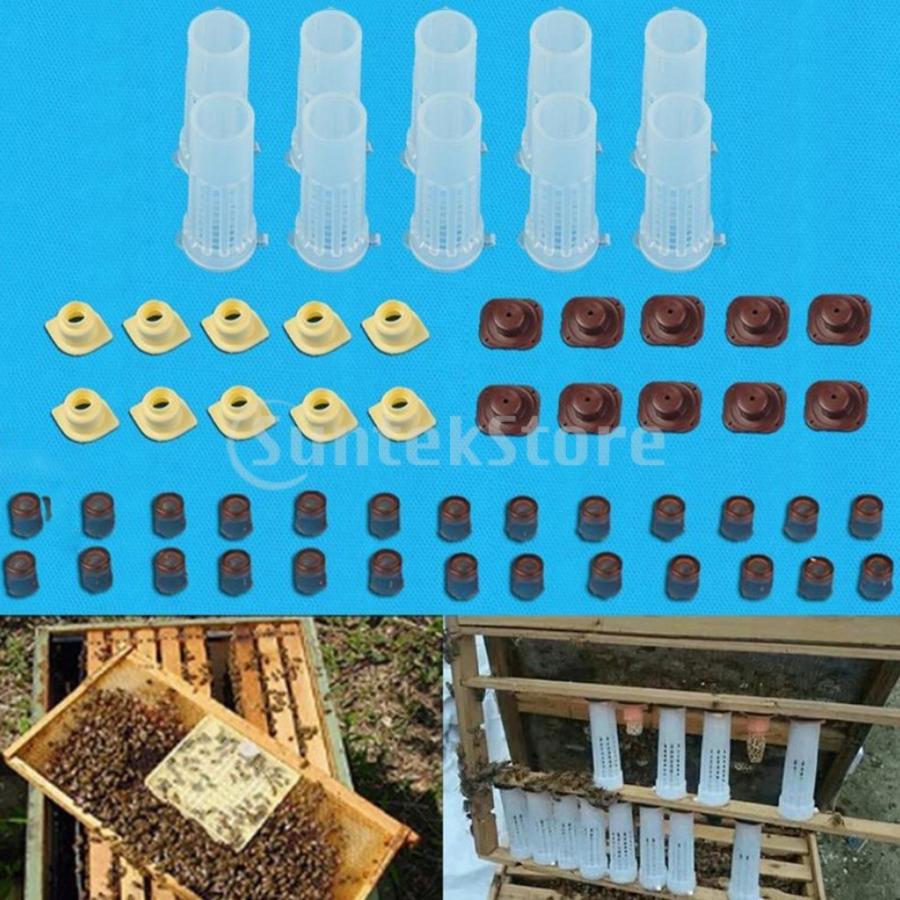 ＜セール＆特集＞ 完全な女王飼育キット細胞カップホルダー女王蜂ケージ養蜂ツール 人気沸騰ブラドン
