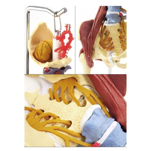 人間の脊椎の解剖学モデル生物学研究のための解剖学的研究モデル