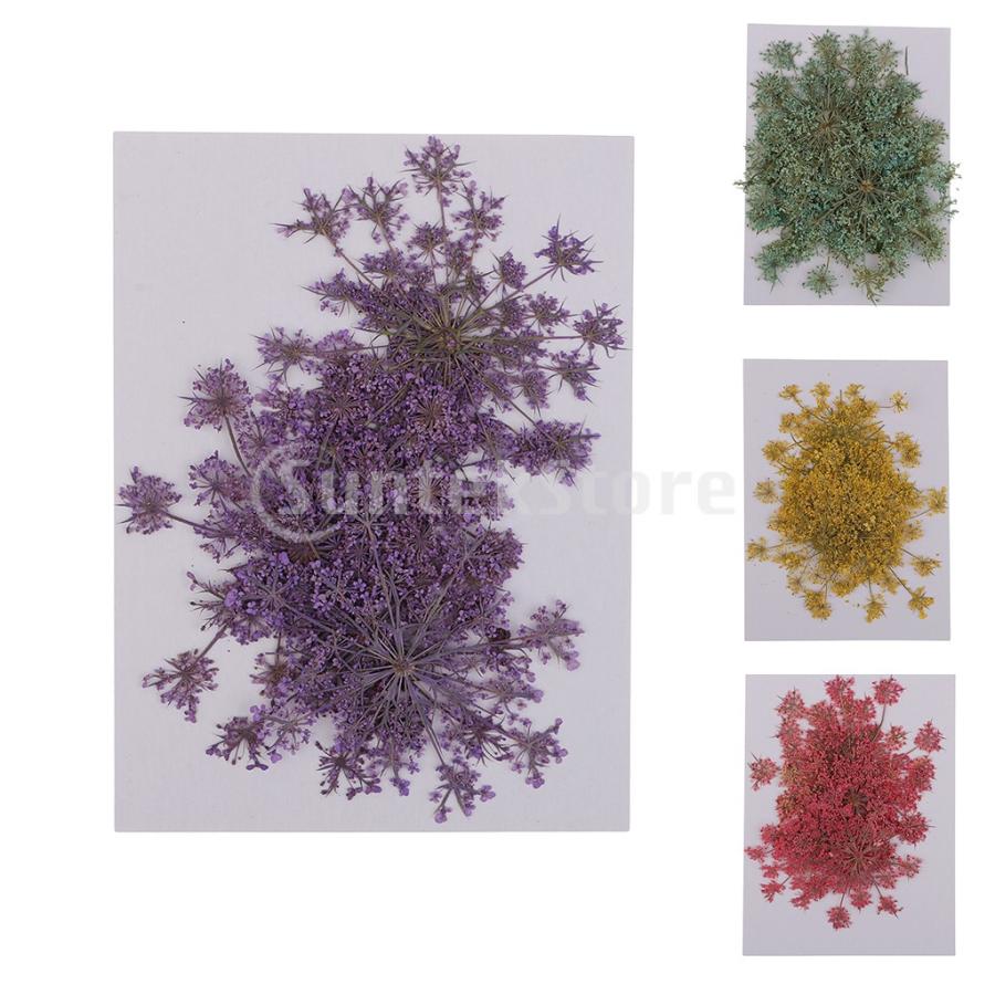 6本の自然な実物の乾燥した花のニンジンの花をクラフト Stkショップ 通販 Yahoo ショッピング